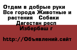 Отдам в добрые руки  - Все города Животные и растения » Собаки   . Дагестан респ.,Избербаш г.